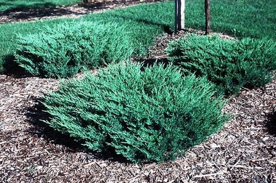 راهنمای نگهداری و پرورش گل و گیاهان زینتی - ارس خزنده